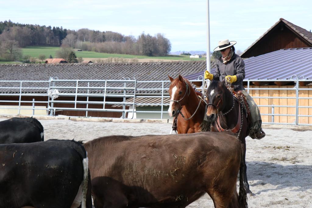 Ängstliches Pferd an Kühe gewöhnen